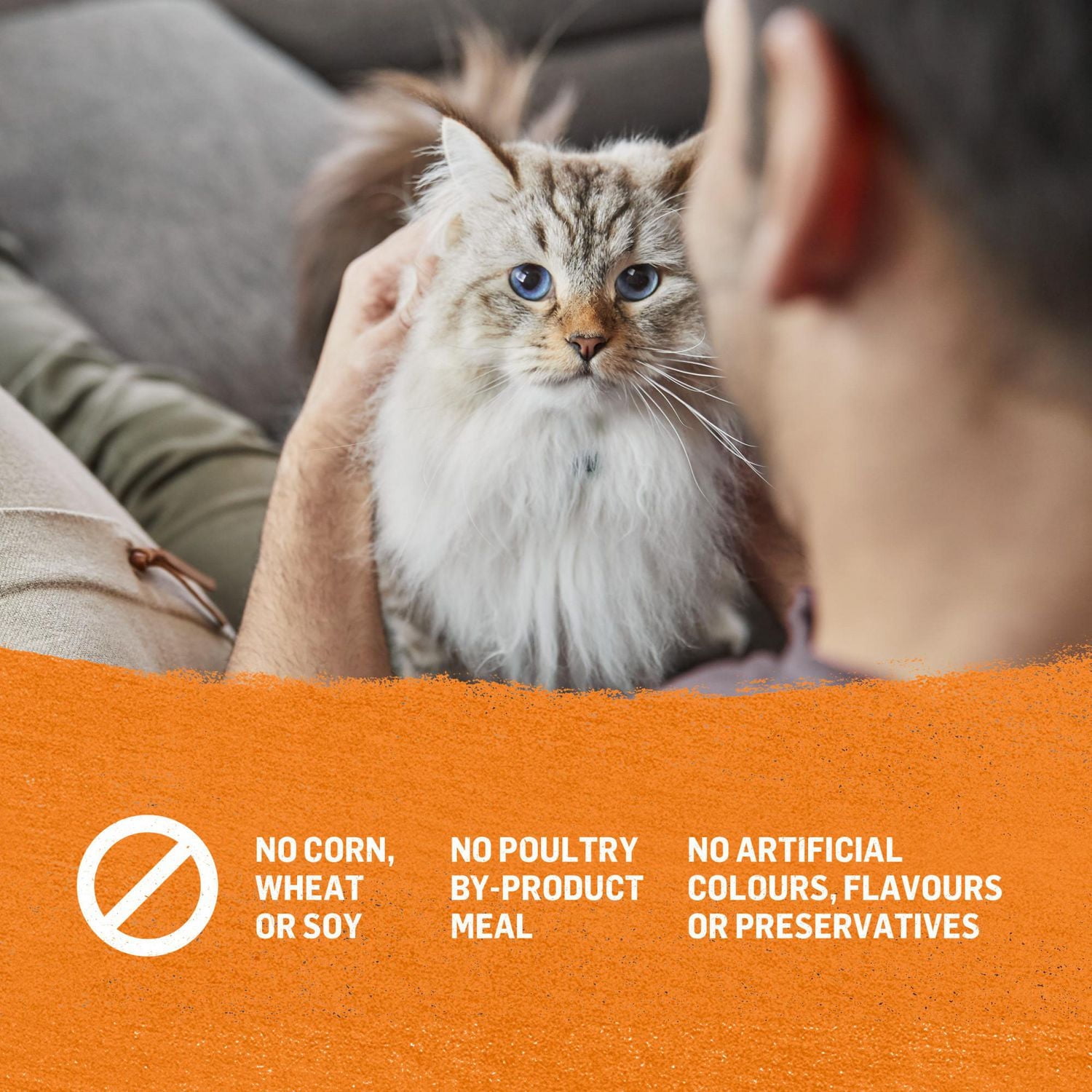 Beyond Grain Free Pâté Variety Pack 4 Flavours, Wet Cat Food 85 g x 24, 85 g x 24