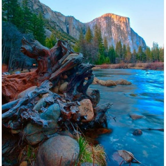Tree roots in Merced River in the Yosemite Valley Poster Print by Anna Miller (27 x 27)
