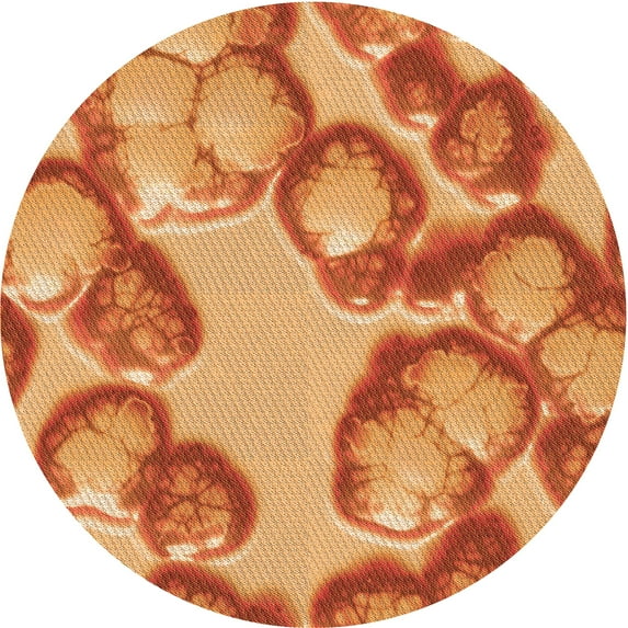 Ahgly Company Indoor Square Patterned Cantaloupe Orange Area Rugs, 3' Square