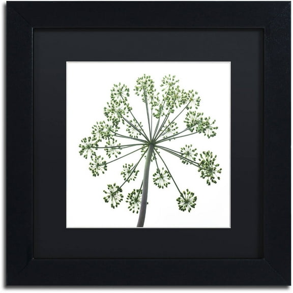 Trademark Fine Art "Nature's Amazing Wonder" Canvas Art by Kurt Shaffer, Black Matte, Black Frame