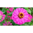 thumbnail image 4 of Earthcare Seeds - Zinnia California Giant Mixed 500 Seeds (Zinnia Elegans) Heirloom - Open Pollinated, 4 of 5