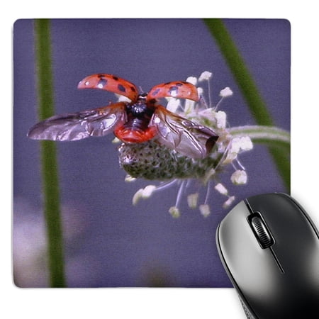 3dRose  Fly Away Home  Lady Bug  MousePad price history on PriceWatchPro