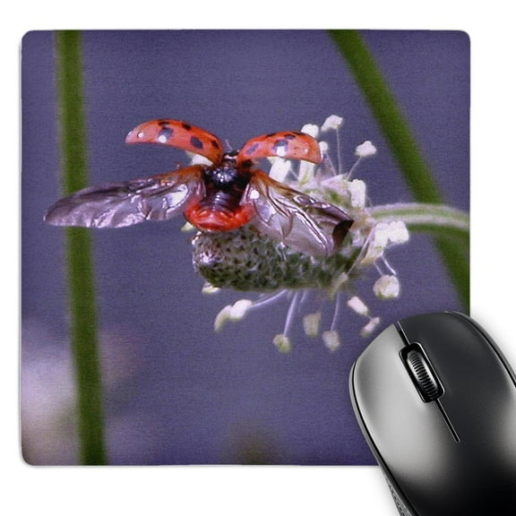 3dRose, Fly Away Home, Lady Bug, MousePad
