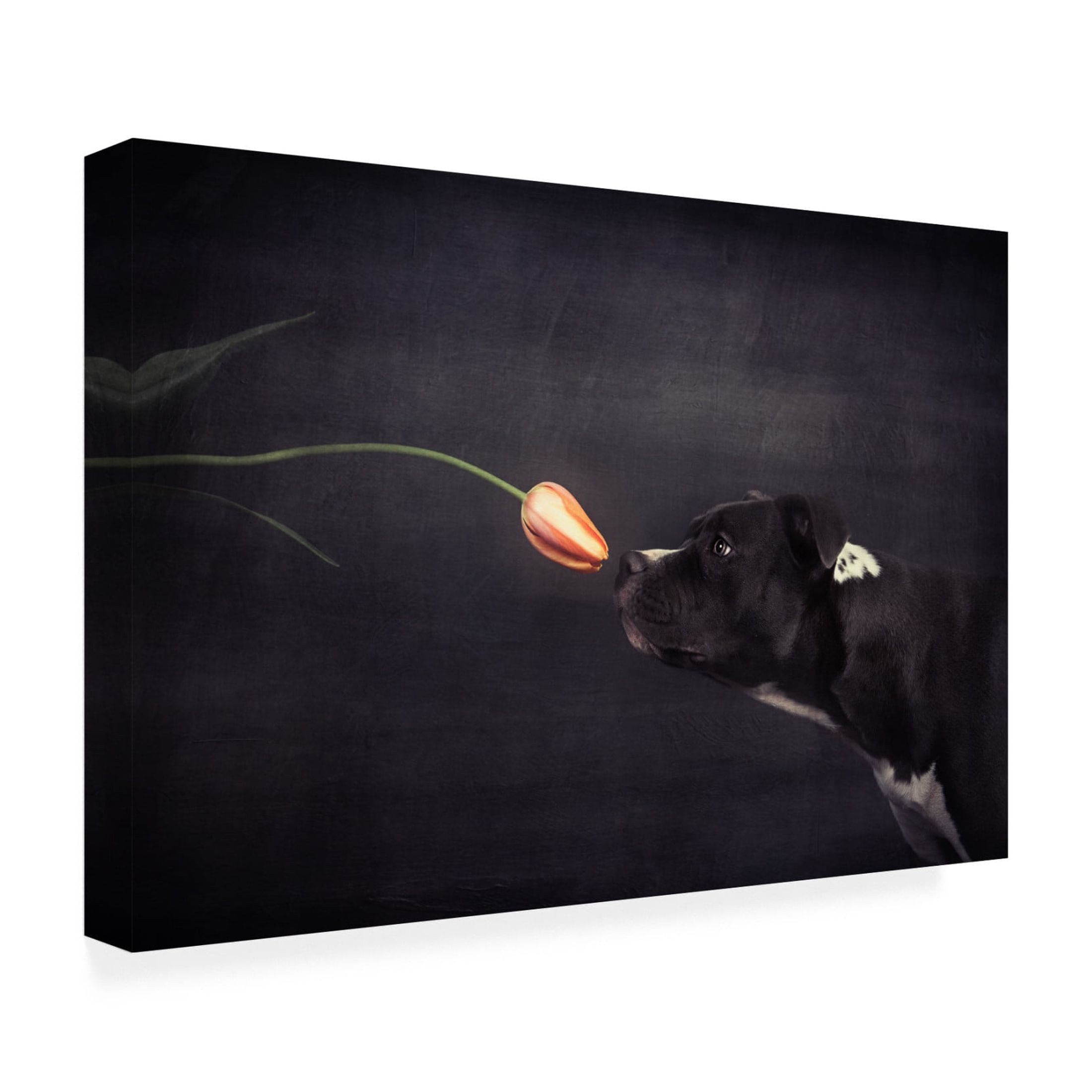 Canvas Wall Art - Heike Willers 'First Approach - Hildegard And The Tulip' Wall Art for Living Room, Bedroom, or Office Décor by Trademark Fine Art - 19 x 12 Inches