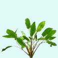 thumbnail image 6 of Cryptocoryne Wendtii Green Bare Root Small Live Aquarium Plants BUY2 GET1 FREE, 6 of 12