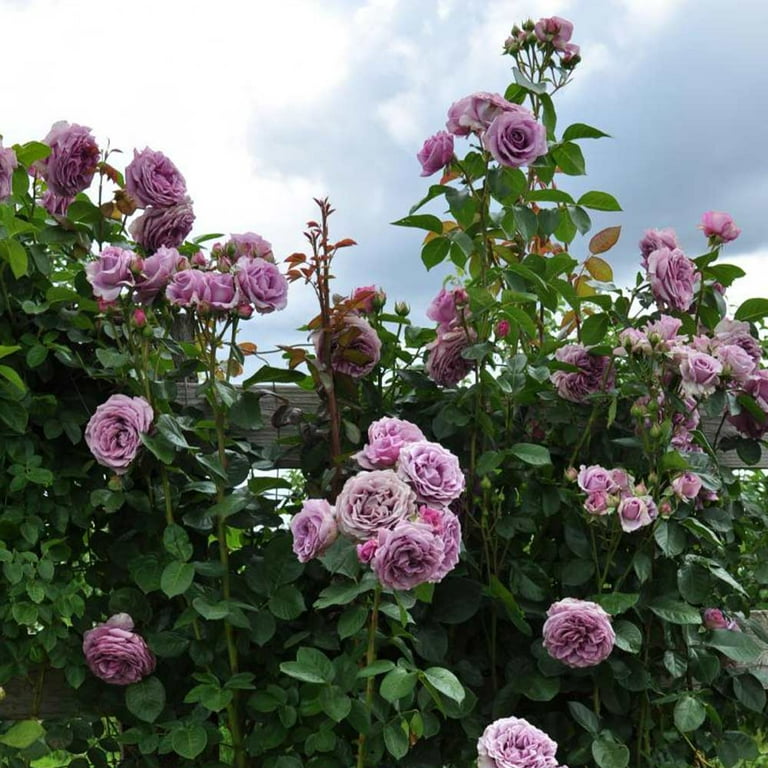 Heirloom Roses - Arborose Quicksilver, Purple Climbing Rose Bush