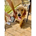 thumbnail image 5 of Duke-N-Boots Paw Scrubber Dog Paw Cleaner, 5 of 6