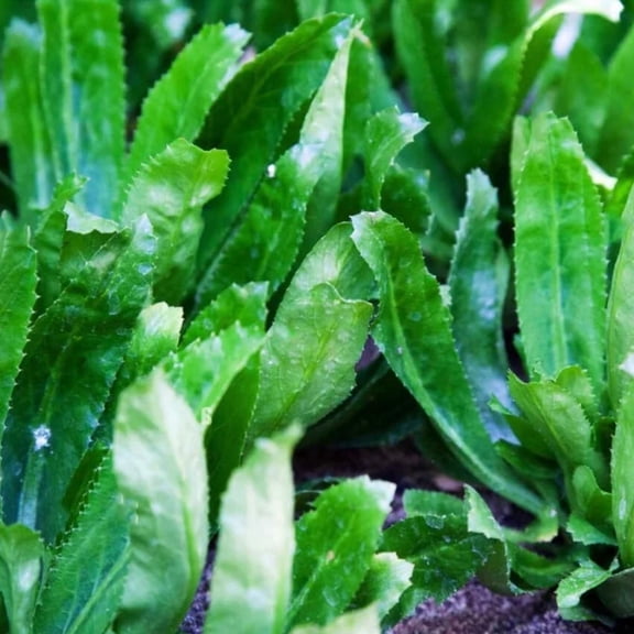 Set 500 Culantro Seeds, Eryngium foetidum seed, Ngo Gai Seed for Herb Garden