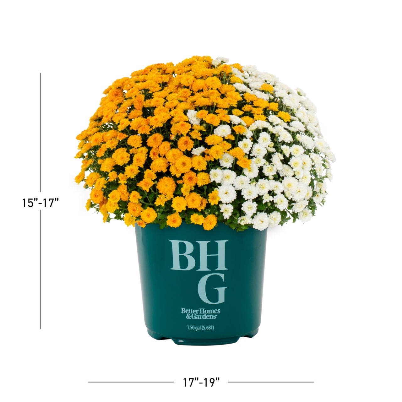 Better Homes & Gardens 1.5Gal Orange and White Garden Mum Live Chrysanthemum Grower Sun