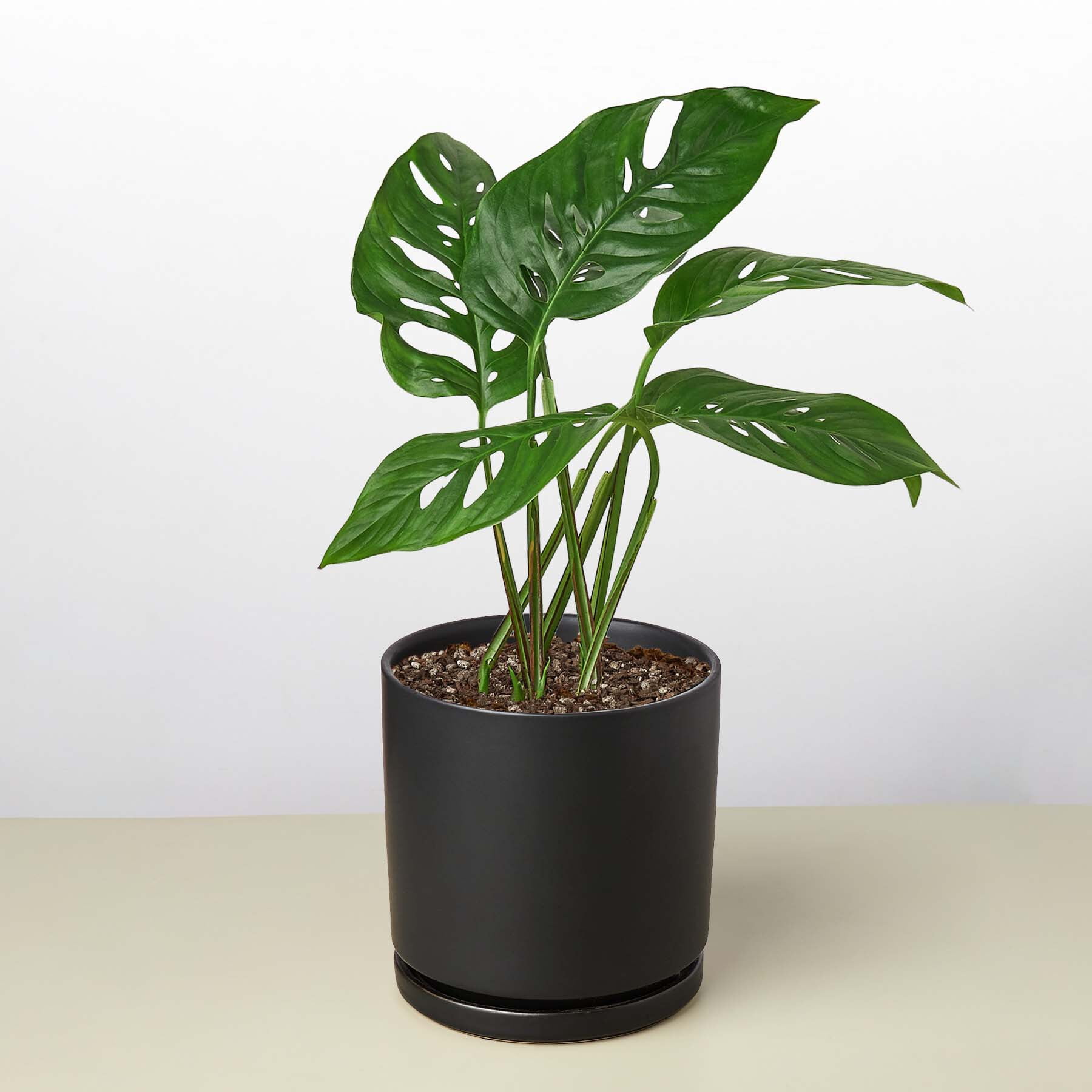 Monstera Adansonii 'Swiss Cheese', 4" Pot, Indoor Houseplant, Easy Care, Live Plant for Indoor & Outdoor