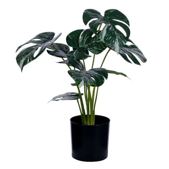 15" Green Potted Monstera Plant