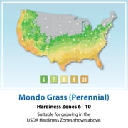 Altman Plants Mondo Grass | 1 gal. Grow Pot; Full to Partial Sun | Garden Annual, Outdoor Plant