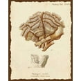 thumbnail image 2 of Esper, Johann 12x14 Black Ornate Wood Framed with Double Matting Museum Art Print Titled - Natura Coral II, 2 of 4