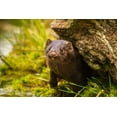 thumbnail image 2 of Jaynes Gallery 18x13 White Modern Wood Framed Museum Art Print Titled - Minnesota-Pine County Mink in log, 2 of 4