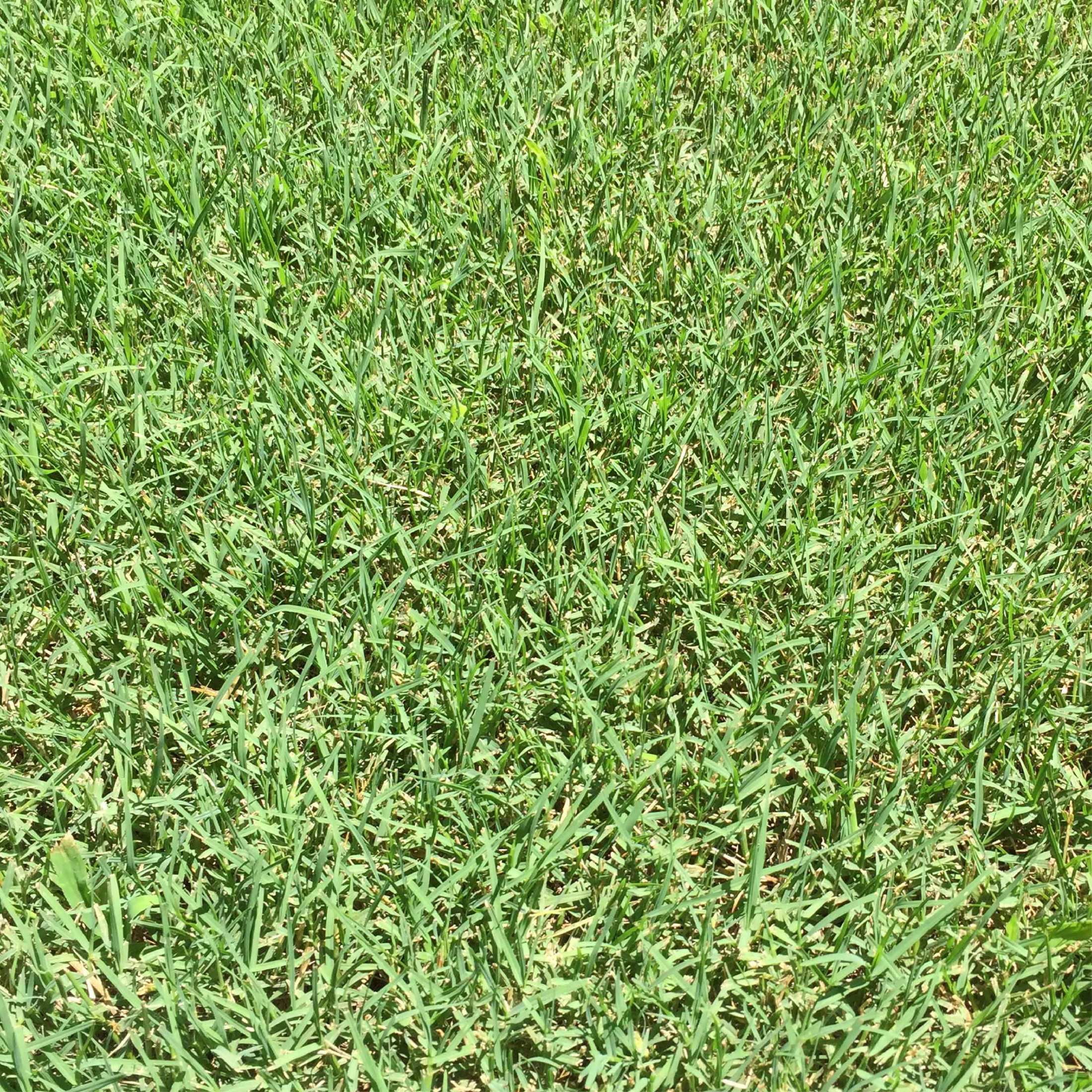 Pennington One Step Complete Bermuda Grass Seed Patch and Repair Mix, for Full Sun, 5 lb