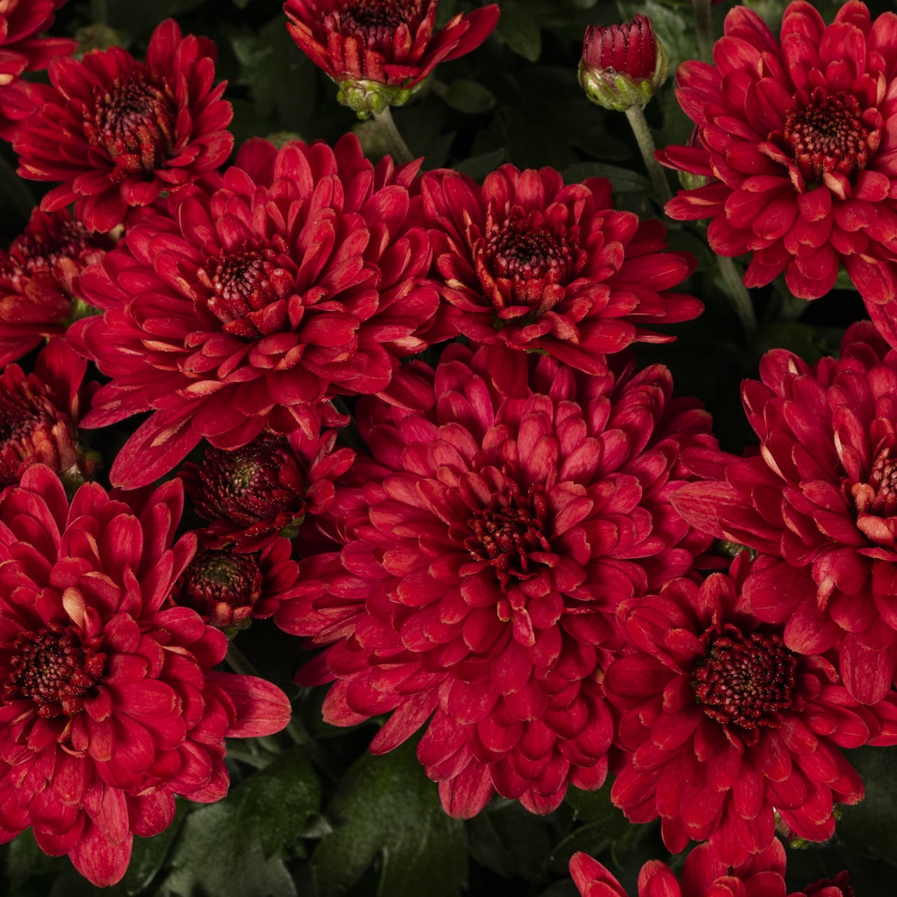 Better Homes & Gardens 1.5 gal Red Garden Mum Live Plant in Decorative Planter