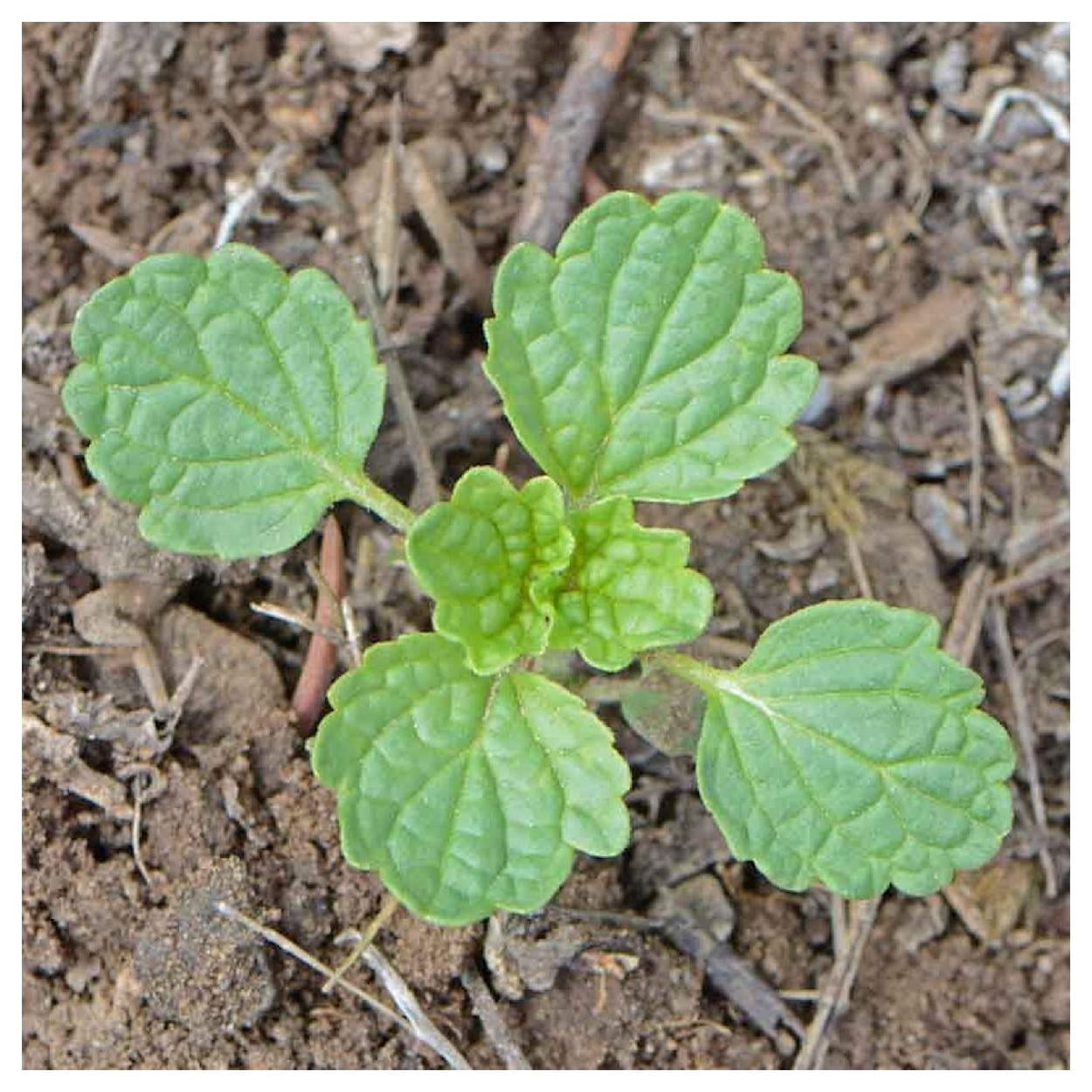 Everwilde Farms - 1 lb Bells of Ireland Garden Flower Seeds - Gold Vault Bulk Seed Packet