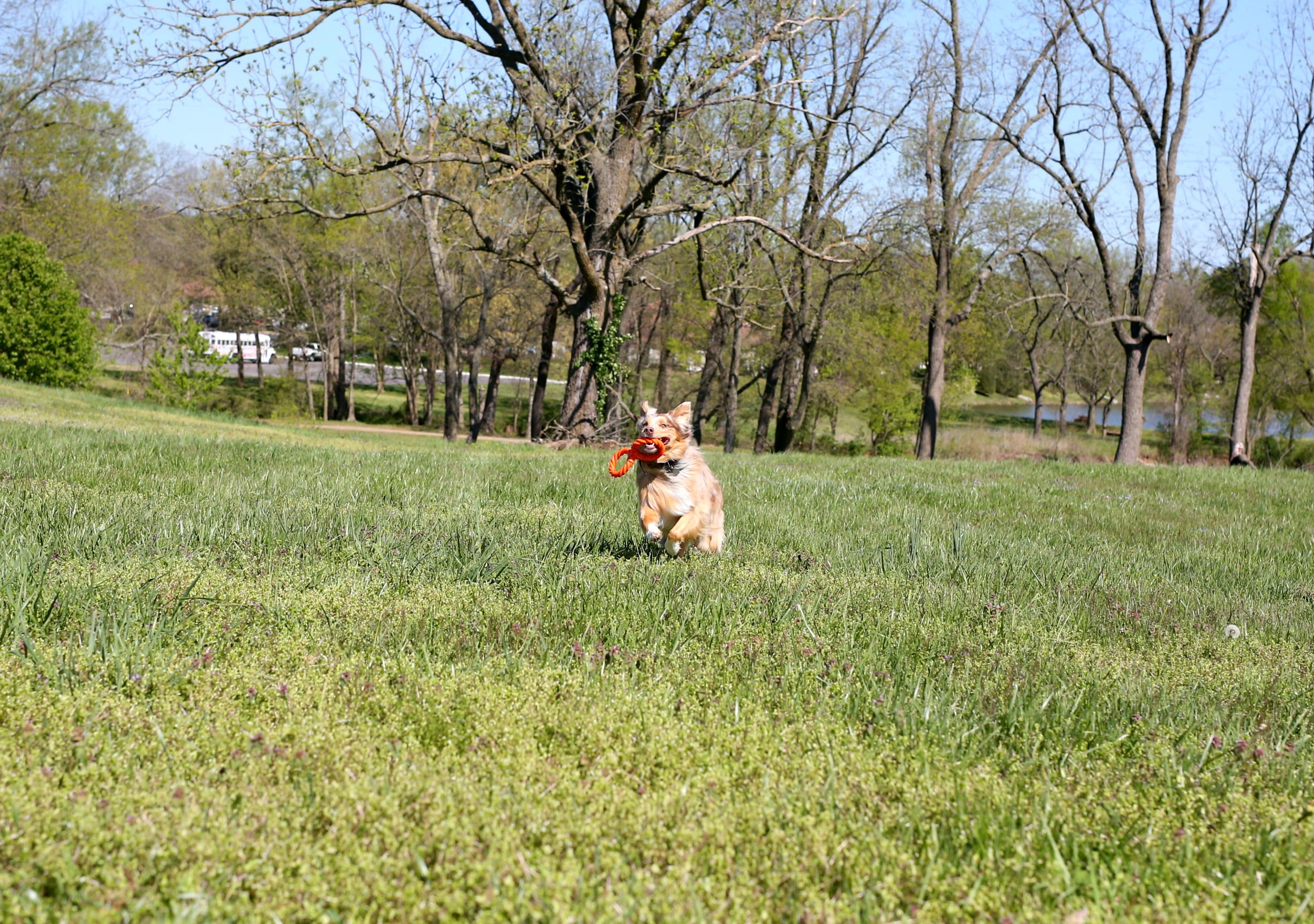 Infinity Pet TPR and Rope Twist n Tug Toy, Double Ring, Orange