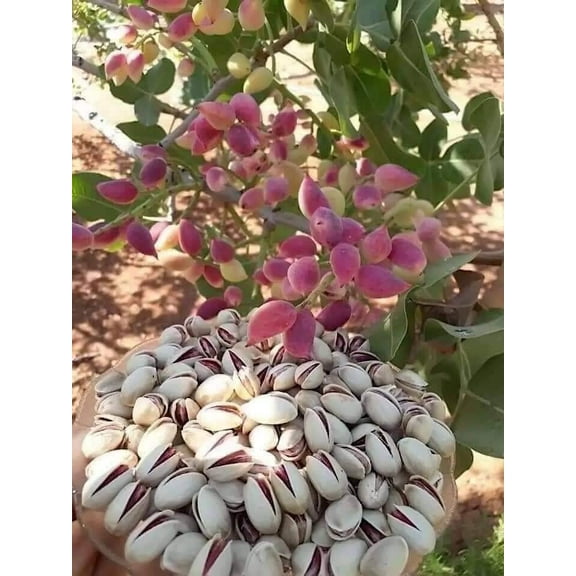 CZ Grain 5 Pistachio Nut Tree Seeds, Pistacia Vera for Planting
