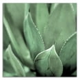 thumbnail image 3 of 14" x 14" Agave 4 by Alan Blaustein - Wall Art Print on Canvas Fabric Green, 3 of 3