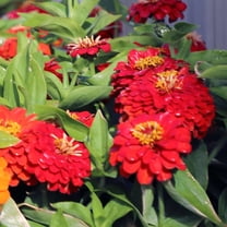 Zinnia Preciosa Red F1 Seed