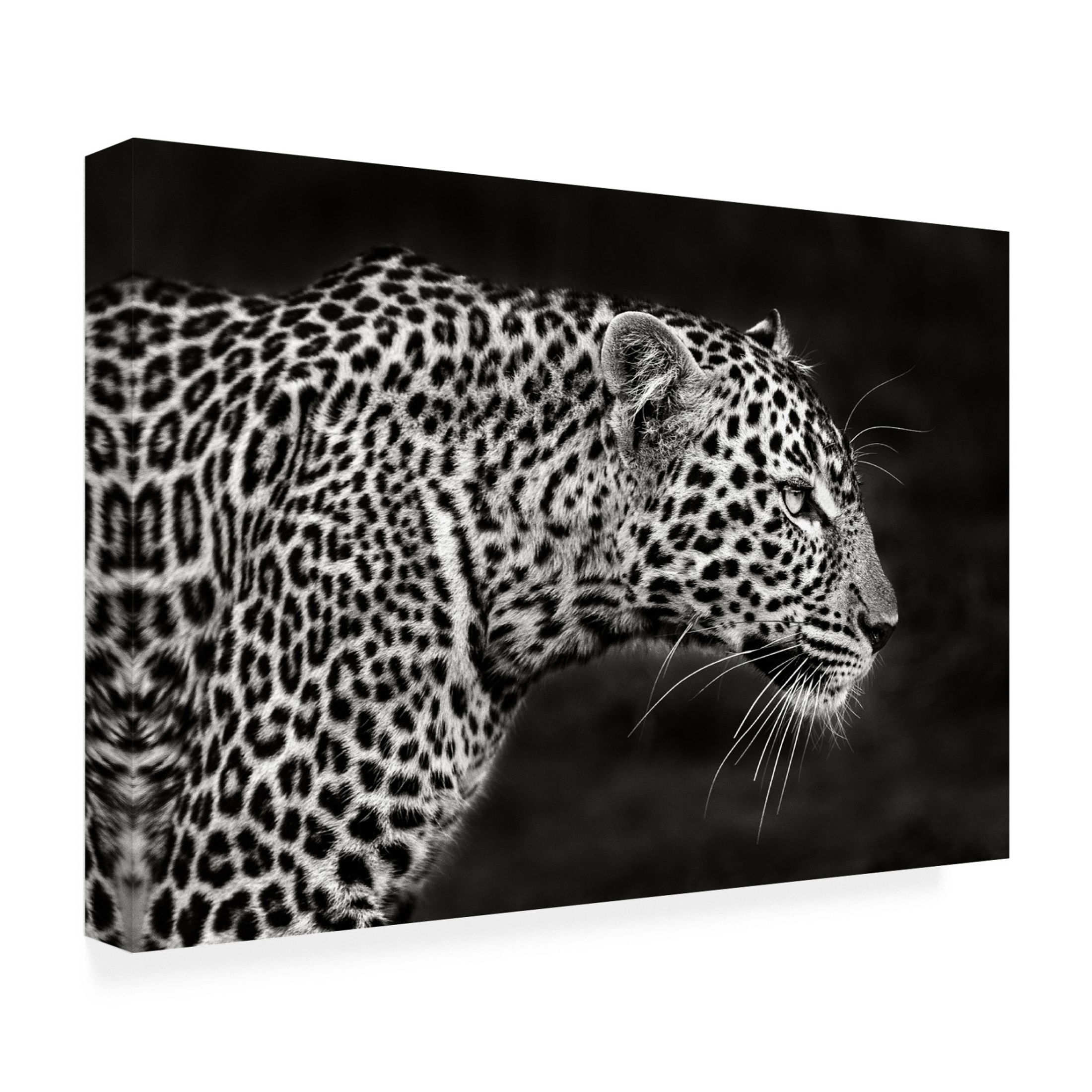 Canvas Wall Art - Xavier Ortega 'Leopard Close Up' Wall Art for Living Room, Bedroom, or Office Décor by Trademark Fine Art - 24 x 16 Inches