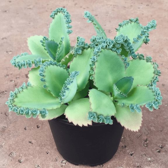 Mother of Thousands Plant Live Succulents in 2 Inches Pot, Kalanchoe Succulent from 3 to 4 Inches Tall for Indoor Décor