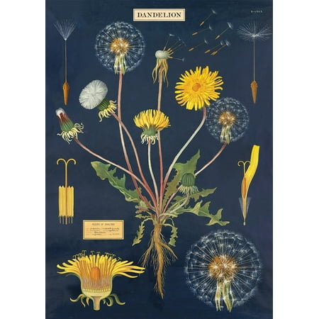 - Cavallini & Co. Dandelion Chart Decorative Paper Sheet, Luxury Italian archival paper stock By Cavallini Co From USA