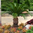 thumbnail image 2 of Brighter Blooms - Sago Palm Tree, 3 gal - No Shipping to AK, AZ, HI, 2 of 6