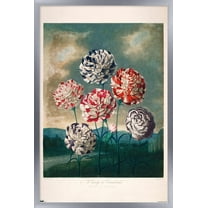 A Group Of Carnations Wall Poster, 14.725" x 22.375" Framed