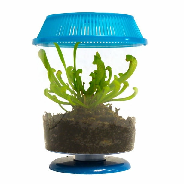 LIVE Adult Pitcher Plant Terrarium Kit 4&quot; pot Perfect