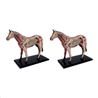 2X Animal Organ Anatomy Model 4D Horse Intelligence Assembling Toy Teaching Anatomy Model DIY Appliances