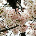 thumbnail image 2 of Brighter Blooms - Yoshino Cherry Tree, 5-6 ft. - No Shipping to AK, AZ, CA, CO, HI, ID, OR, WA, 2 of 6