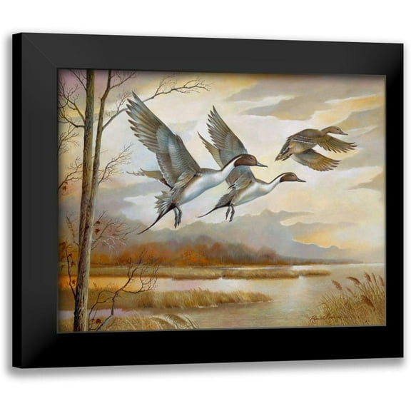 Manning, Ruane 14x12 Black Modern Framed Museum Art Print Titled - Pintails