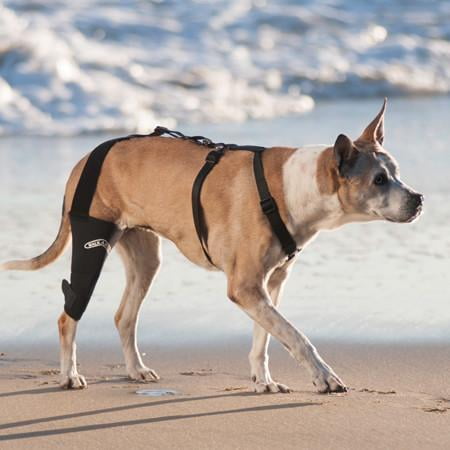 The Walkabout Knee Brace For Joint Stability And Compression Com - Diy Knee Brace For Dogs The Walkabout Knee Brace For Joint Stability And Compression Com - Diy Knee Brace For Dogs
