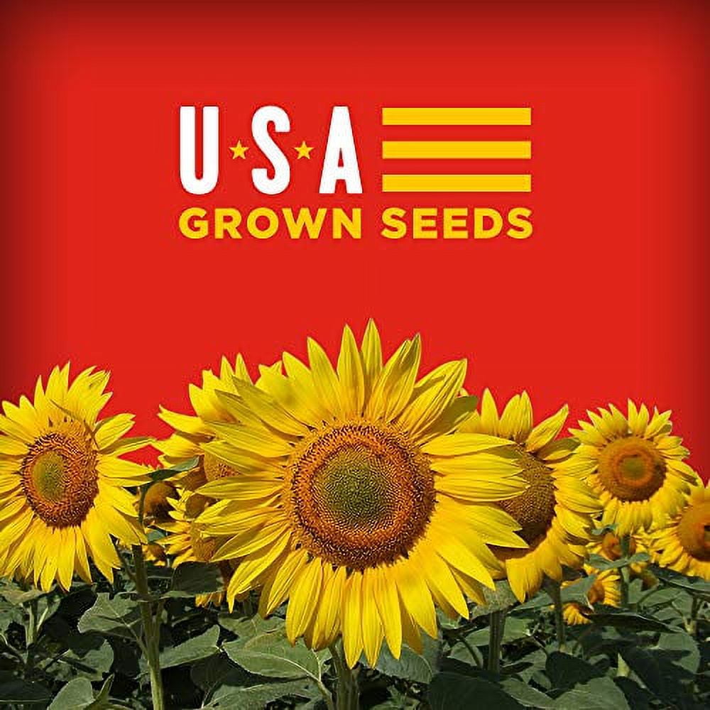 (Price/Case)Bigs 1601201006 Bigs Cheeseburger Sunflower Seeds 5.35 oz. (Pack Of 12)