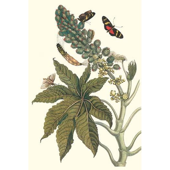 Castor Oil Tree with a Moth-Fine Art Canvas Print (20" x 30")