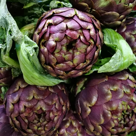 Purple Italian Globe Artichoke Seeds - 3 Gram Packet ~20 Seeds - Non-GMO, Heirloom Vegetable Garden Seeds - Cynara scolymus