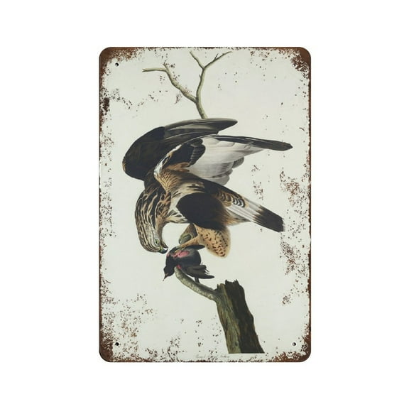 Falcon Print, Antique Bird Painting, Vintage Drawing tin sign Wall Art Decor, Rough-legged, Birds Vintage Prints, Birds Vintage Print,Retro style, farmhouse , bar,garage, tin sign 8x12 inches