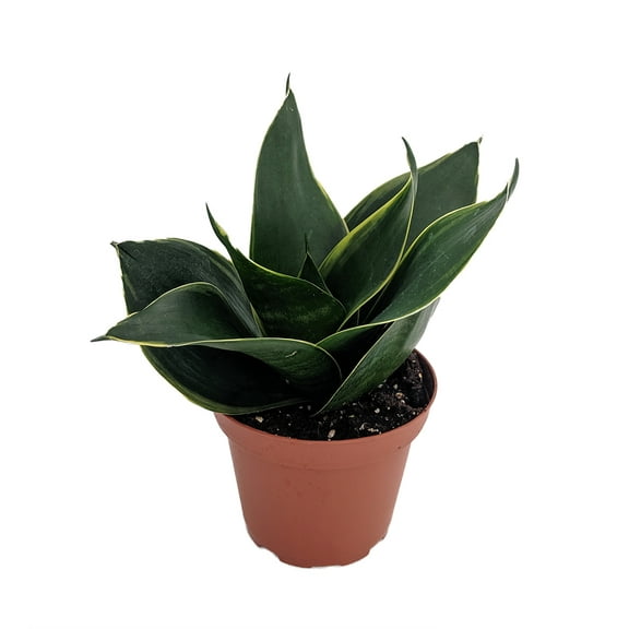 Emerald Star Snake Plant - Sansevieria - Almost Impossible to Kill - 3.7" Pot
