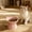 Pink, variant on Lunxisen 4 Pcs Elevated Cat Food Bowl, Ceramic Raised and Tilted Water Bowl, Anti Vomiting and Protect Pets' Spines Dishes for Small Dog, Fat Faced Cat, Kitten