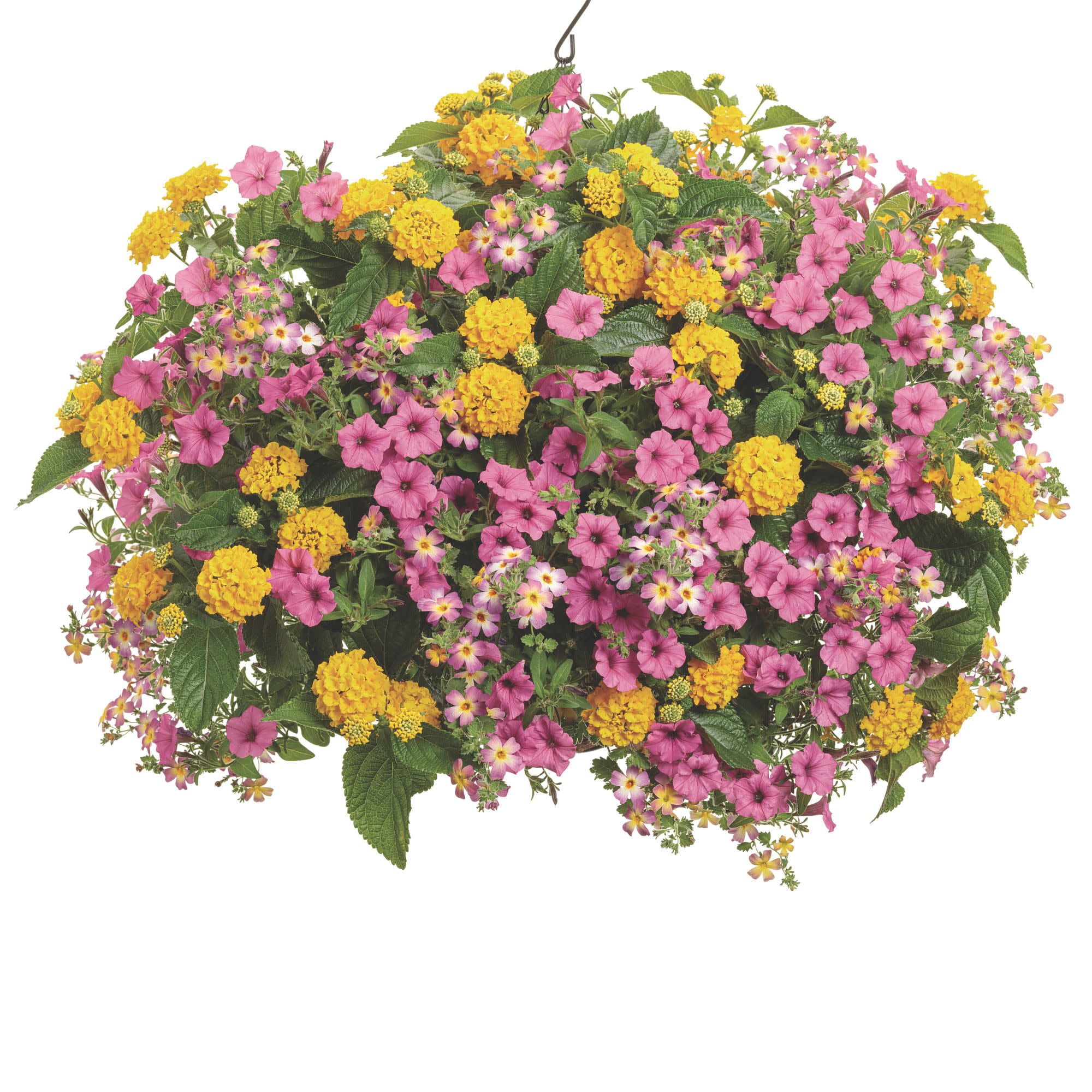 Proven Winners 4" Yellow Luscious Royale Lemon Tart Lantana Live Plant in 4.25" Pot (4 Count)