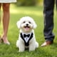 thumbnail image 4 of Esmoquin único para perros, traje de esmoquin con corbata de moño, disfraces para perros pequeños, atuendo formal para fiestas, Halloween y Navidad, grande en negro y blanco, 4 of 7