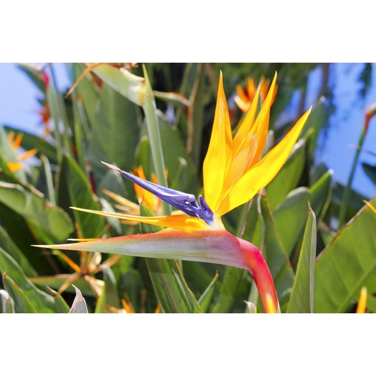 Bird of Paradise Flower Seeds – 5 Seeds to Grow – Great Indoor Tropical  Plant or Bonsai – Strelitzia Reginae – CZ-Grain