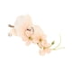 thumbnail image 5 of 5 piezas Novio Boutonniere Elegante Hombre Boda Flor Realista Permanente Reutilizable Artificial Broche Flor Champán, 5 of 10