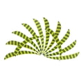 thumbnail image 2 of 12 Pieces 3 Inch Turkey Feathers Fletchings , Fluorescent Yellow, 8x1cm, 2 of 10