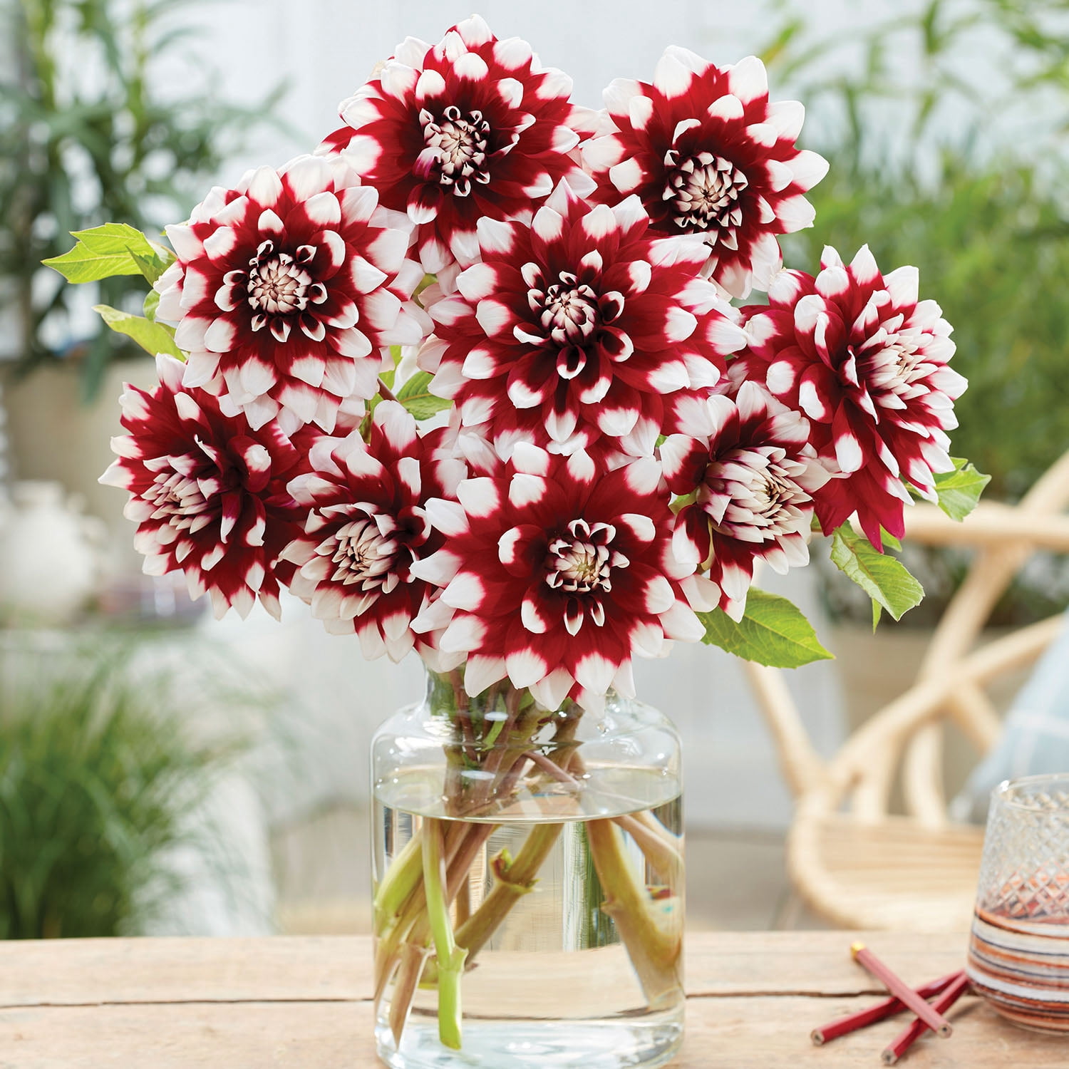 玄関リース♡ダリア＆ヤグルマソウのデュエット Expert Gardener Dahlia Duet Set of 2 Dormant Bulbs Multi-Color