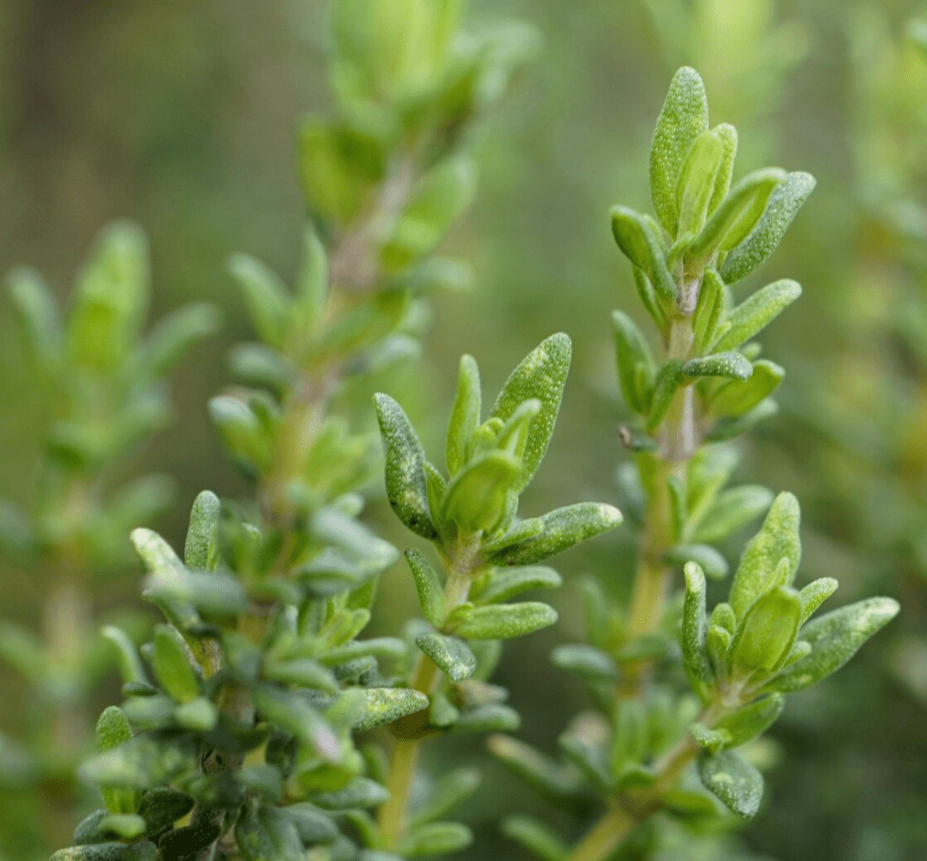 Set of 2 French Thyme Live Herb Plants, 3-4 Inch Tall, Aromatic Culinary Herb for Indoor Outdoor Garden & Kitchen, No Pot