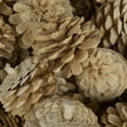 thumbnail image 6 of Vickerman Natural Botanicals 2" Blue Pine, Bleached. Includes 25 Pieces per Unit, 6 of 7