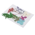 thumbnail image 2 of Hojas Prensas Flores Secas Zulema 25x Mixtas para DIY, 2 of 8